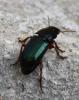 Harpalus sp.